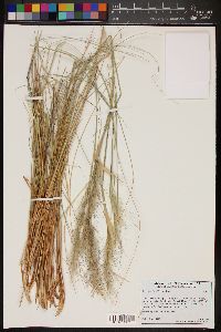 Pappostipa speciosa image