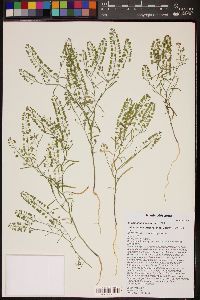 Lepidium lasiocarpum image