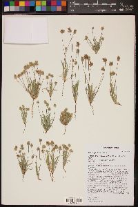 Plantago ovata image