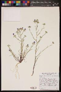 Eriastrum sapphirinum image