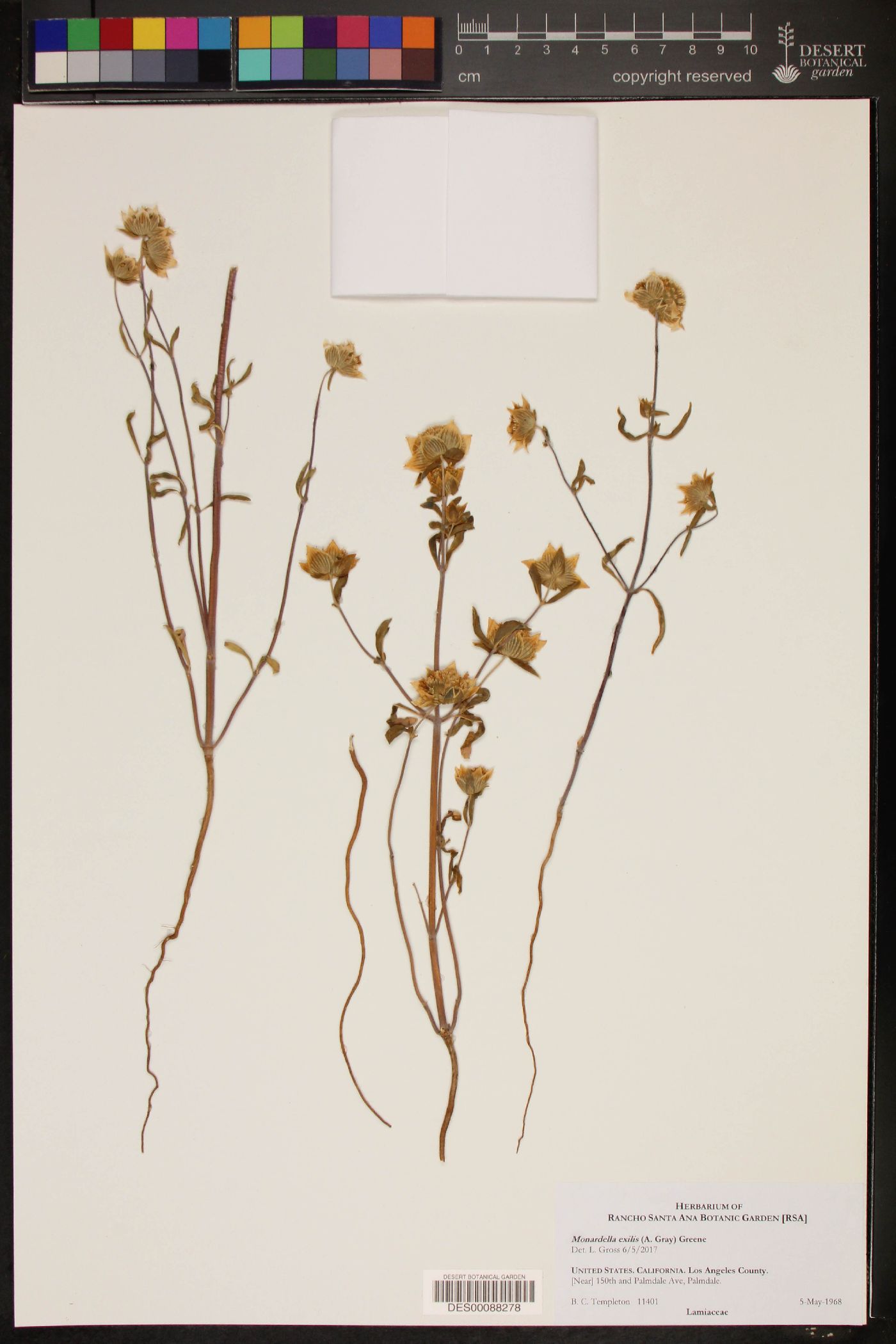 Monardella exilis image