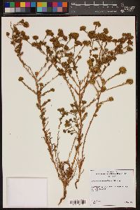 Eriophyllum confertiflorum image