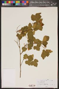 Rubus neomexicanus image