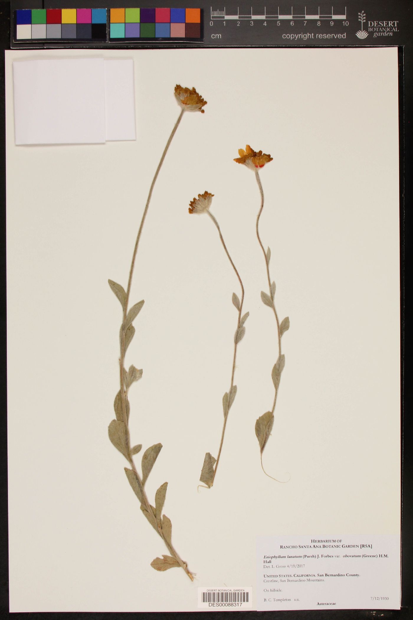 Eriophyllum lanatum var. obovatum image