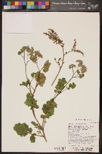 Phacelia pedicellata image