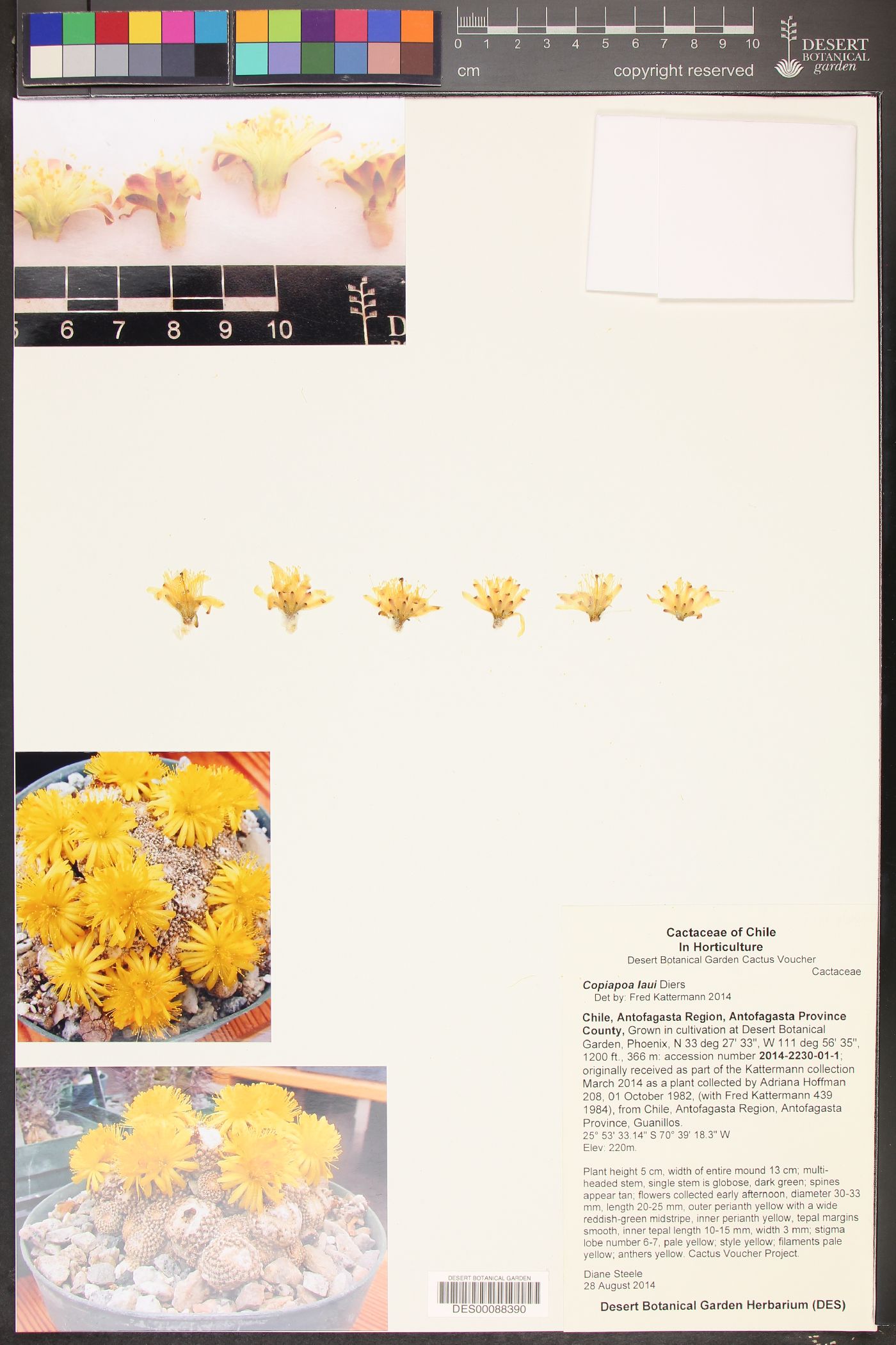 Copiapoa hypogaea image