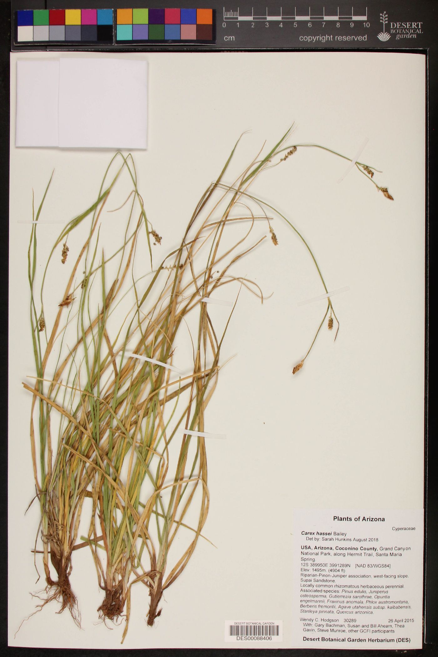 Carex hassei image