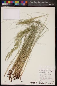 Festuca arizonica image