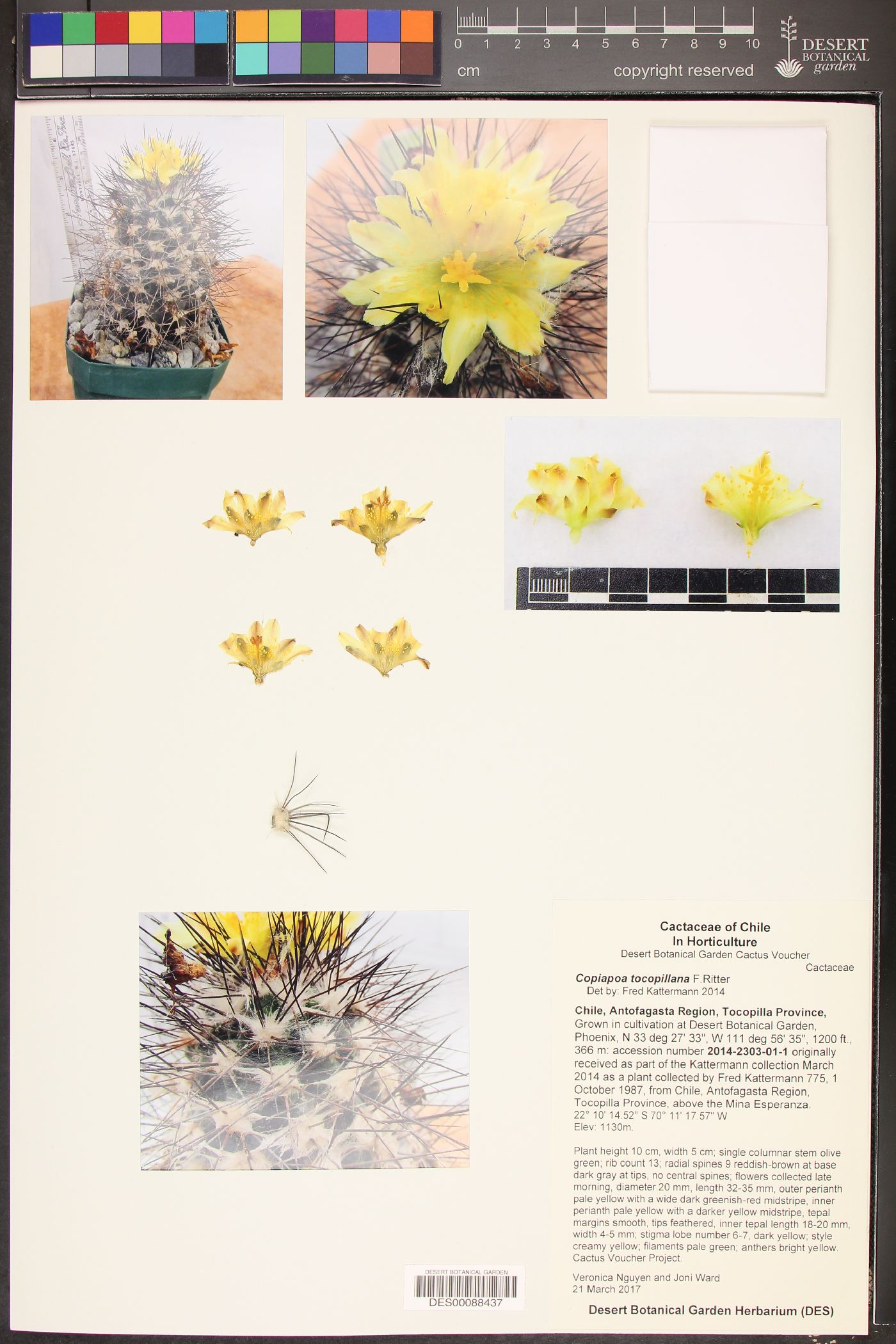 Copiapoa tocopillana image