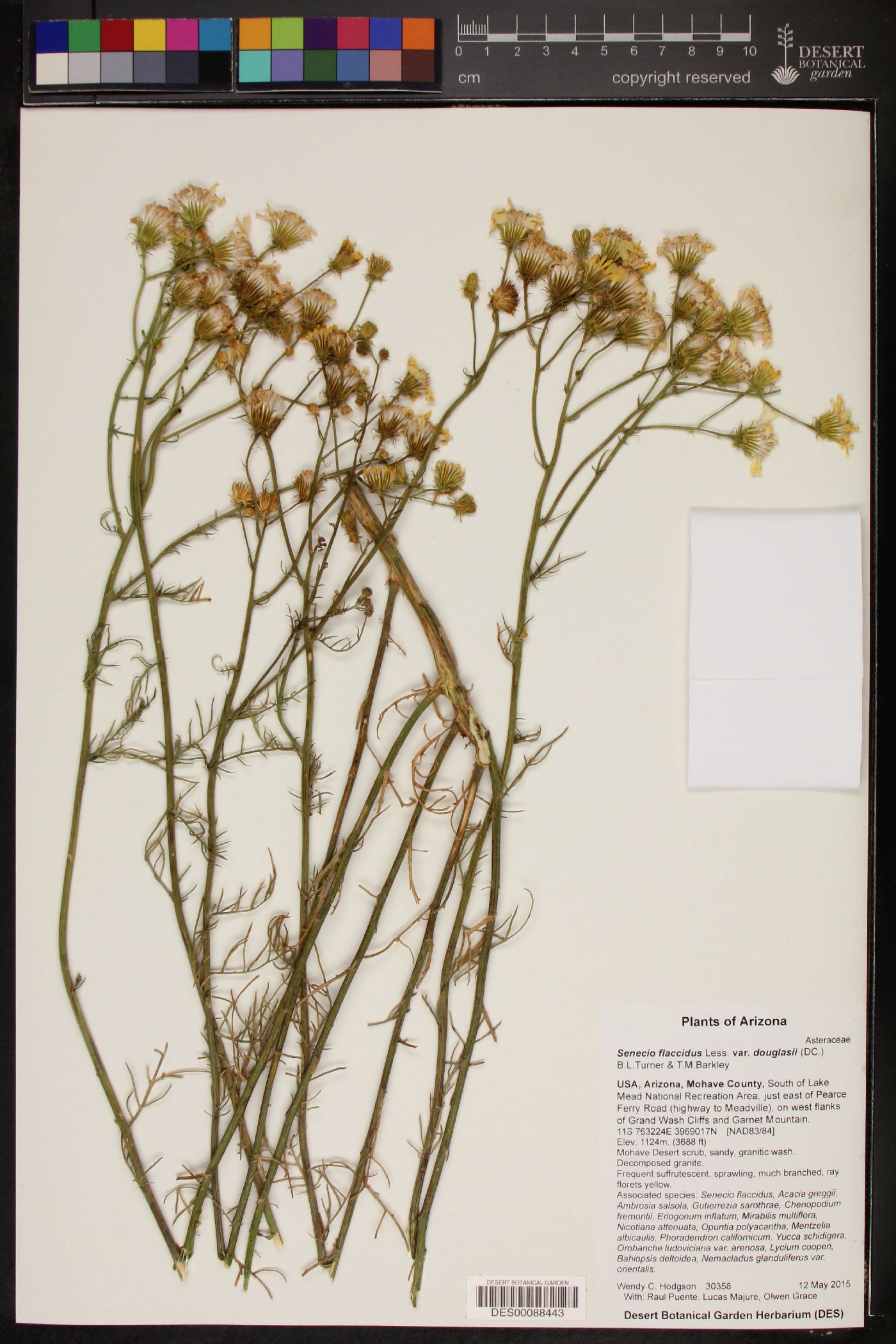 Senecio flaccidus var. douglasii image