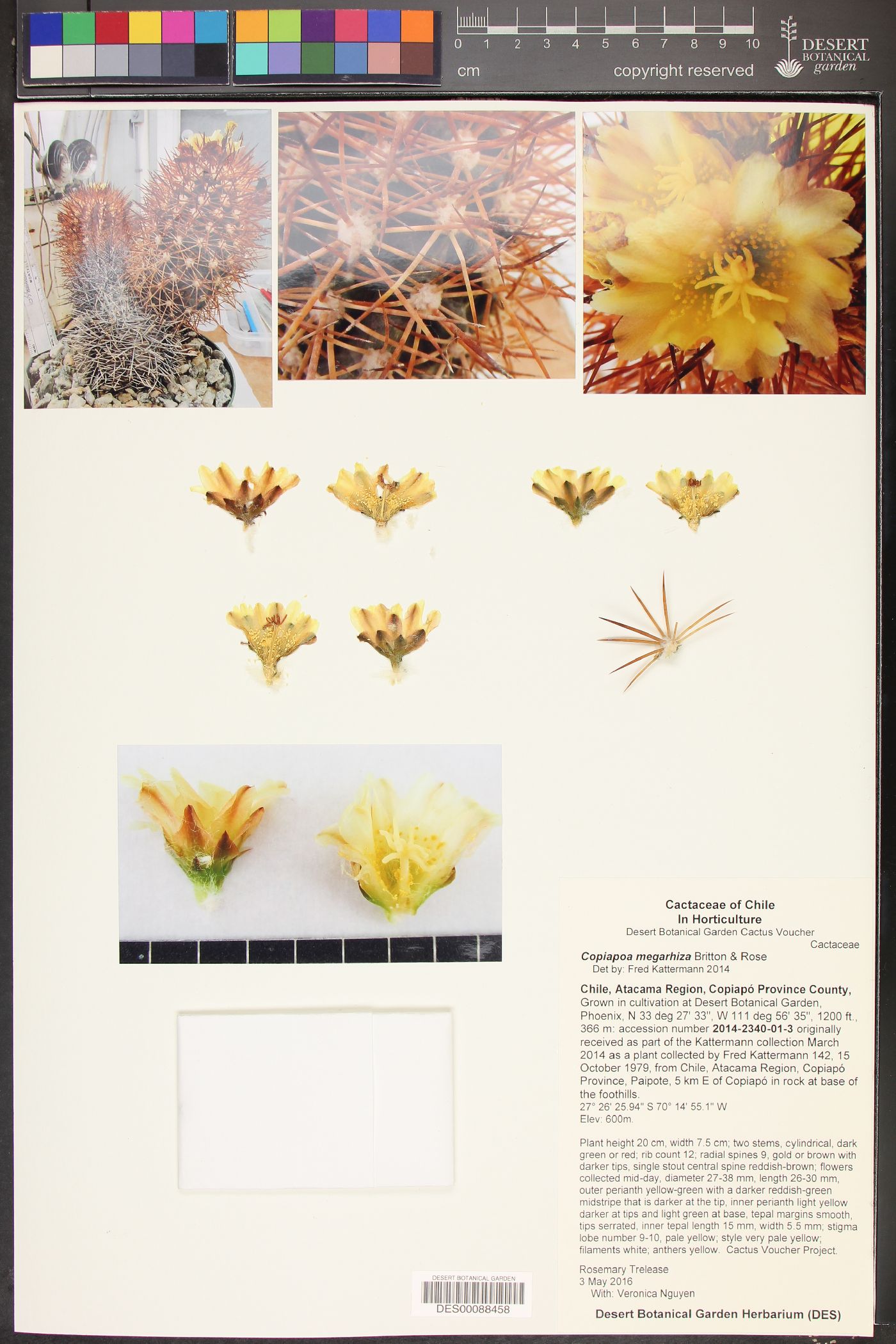 Copiapoa megarhiza image