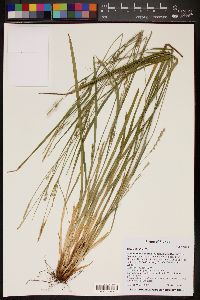 Carex striatula image