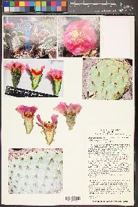 Opuntia basilaris image