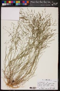 Eragrostis pilosa image