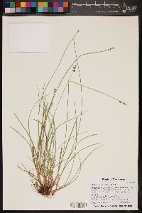 Carex retroflexa image