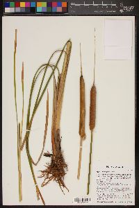 Typha domingensis image