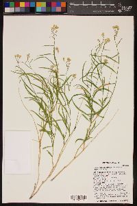 Lorandersonia salicina image