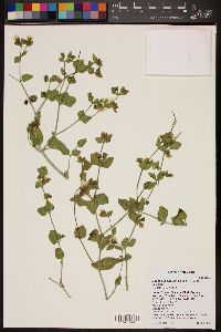 Mirabilis laevis var. villosa image