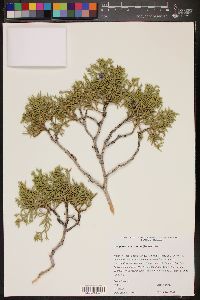 Juniperus osteosperma image