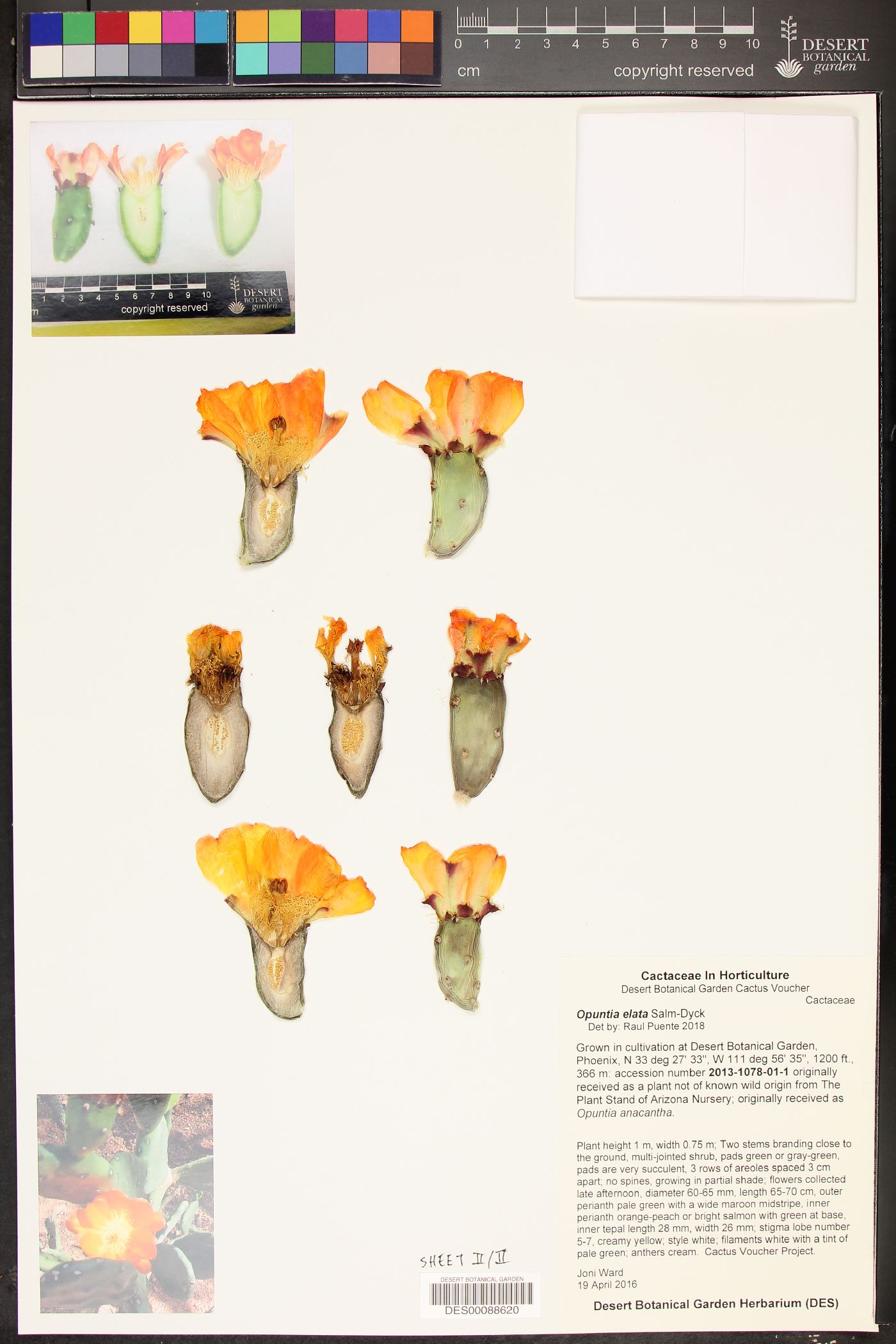 Opuntia elata image