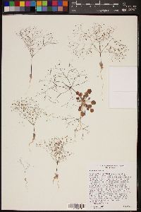 Eriogonum thomasii image