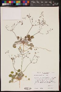 Eriogonum reniforme image