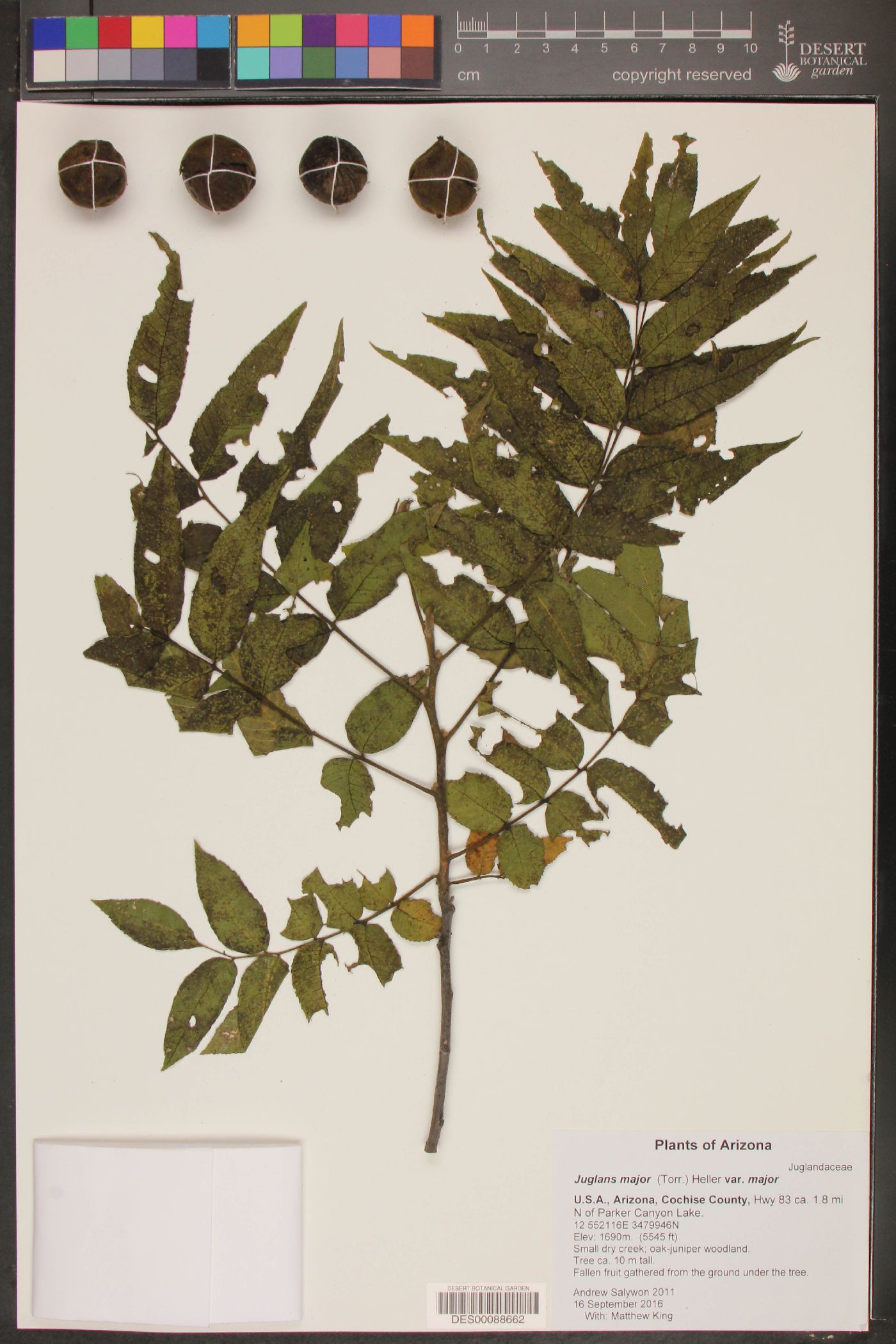 Juglans major var. major image