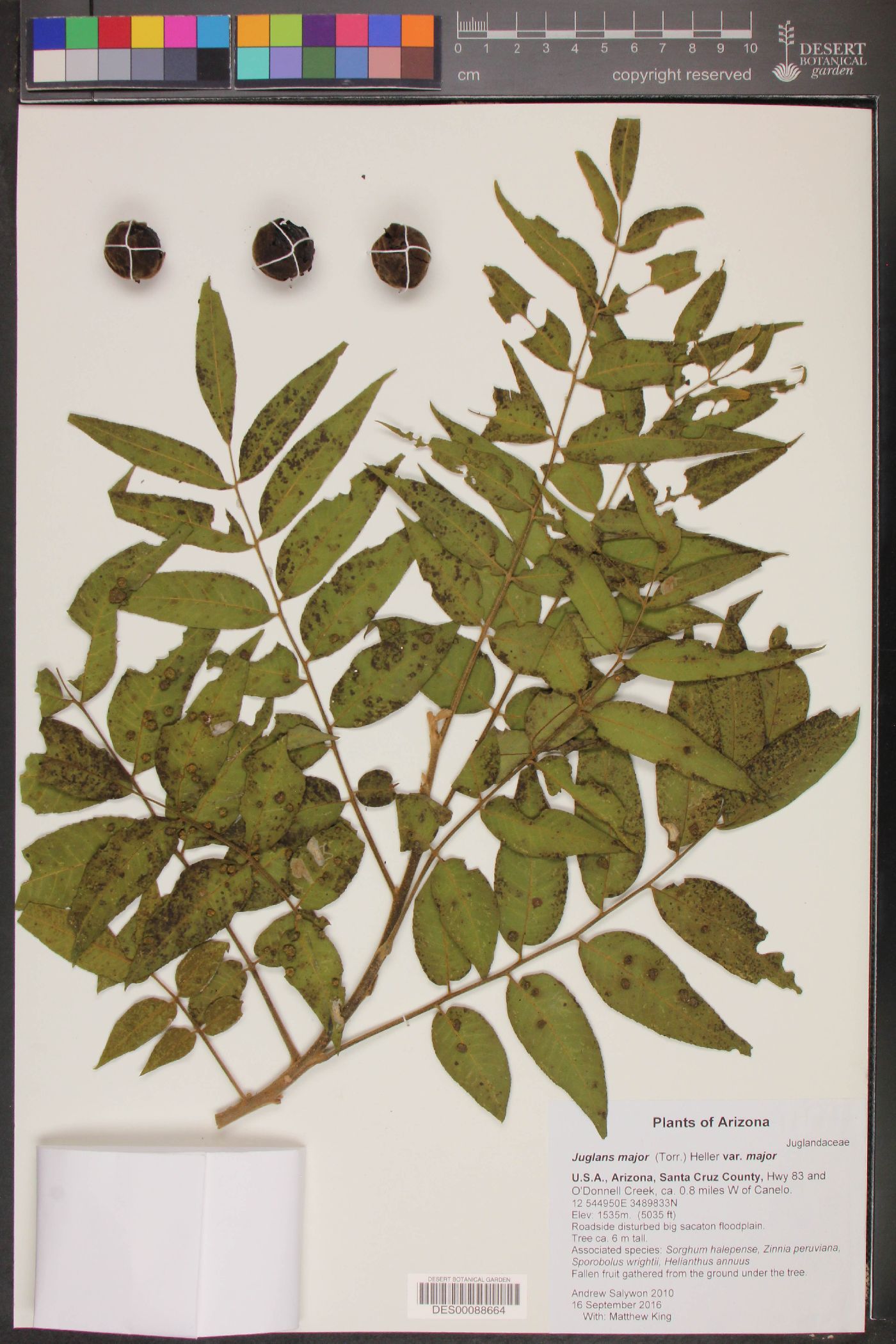 Juglans major var. major image