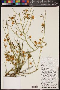 Parkinsonia florida image