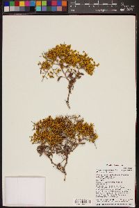 Eriogonum corymbosum image