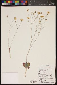 Atrichoseris platyphylla image