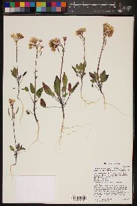 Chylismia claviformis var. purpurascens image