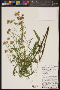 Brickellia eupatorioides var. chlorolepis image