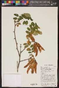 Robinia neomexicana image