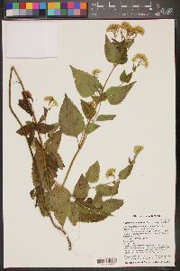 Ageratina rothrockii image