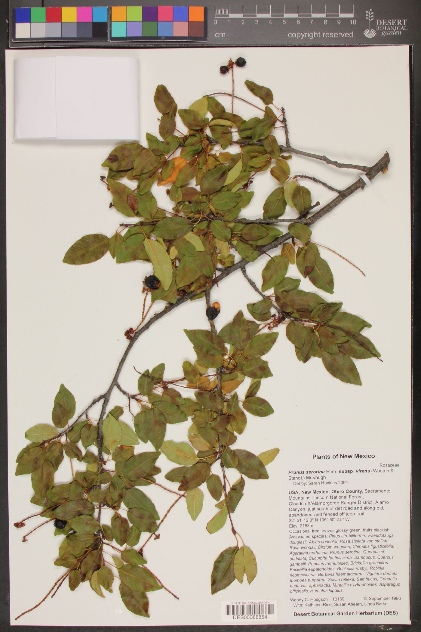 Prunus serotina subsp. virens image