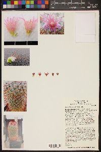 Mammillaria bombycina image