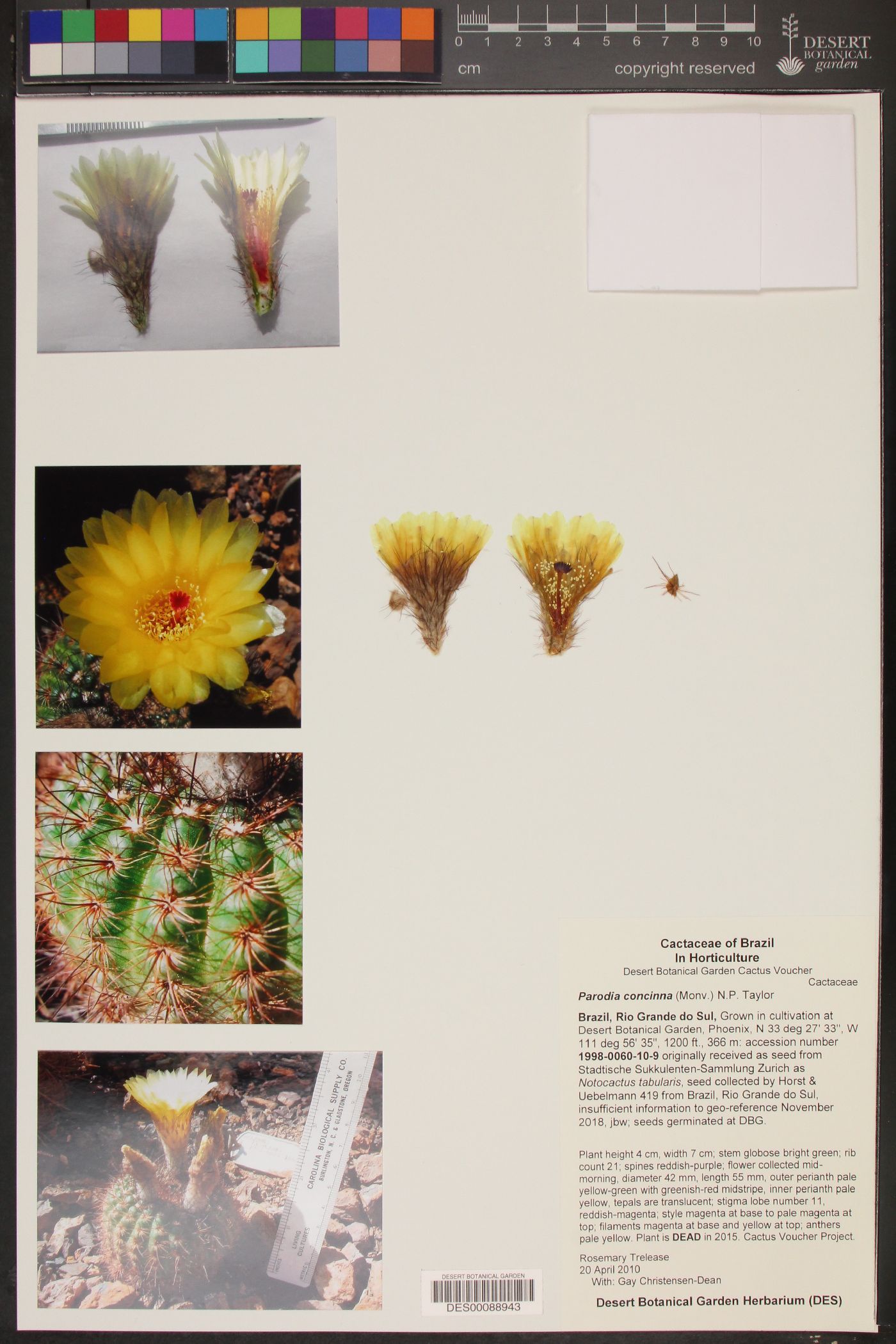 Parodia concinna image