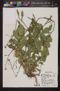 Brassica tournefortii image