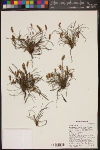 Plantago argyrea image