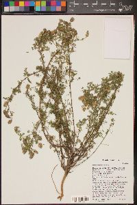 Dalea albiflora image