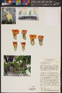 Opuntia pittieri image