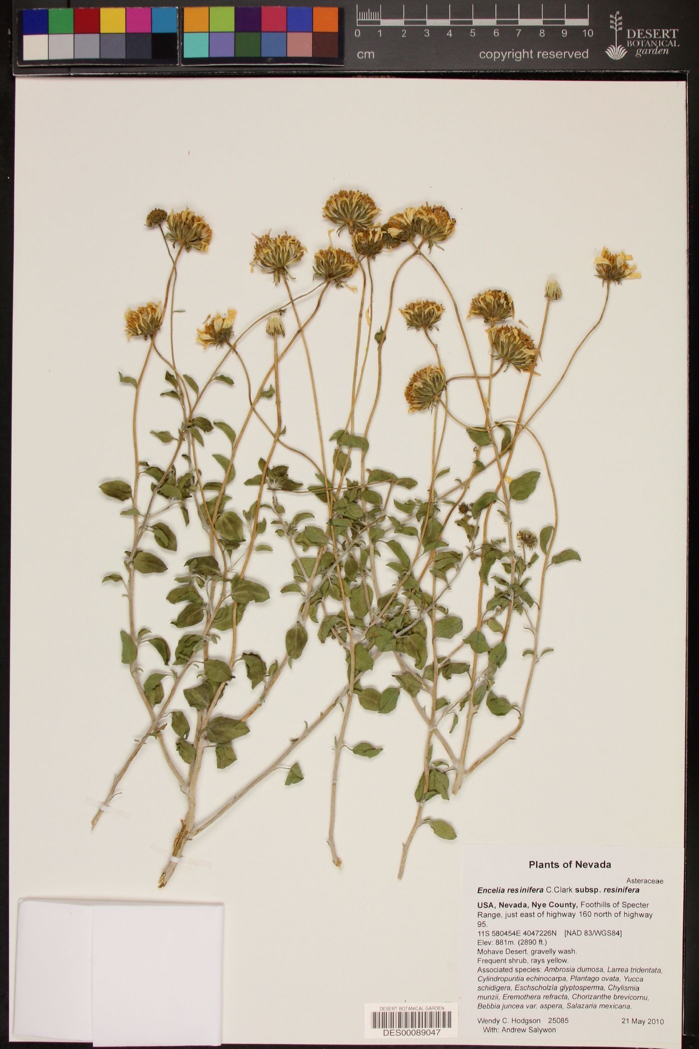 Encelia resinifera subsp. resinifera image