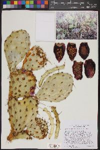 Opuntia littoralis image