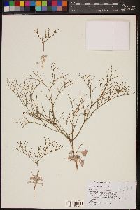 Eriogonum brachyanthum image