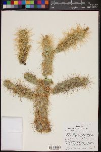 Cylindropuntia munzii image