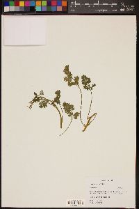 Corydalis aurea image