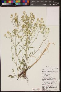 Lepidium montanum var. glabrum image