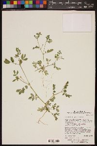 Kallstroemia parviflora image