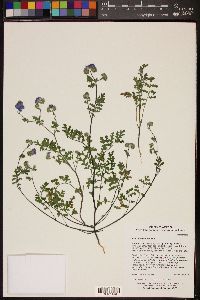 Phacelia distans image